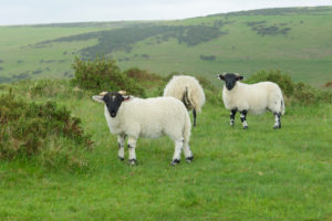 Sheep on meadow, Dartmoor, Devon, England, United Kingdom, Europe Sheep on meadow, Dartmoor, Devon, England, United Kingdom, Europe